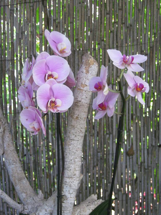 Puerto de la Cruz - Jardin del Sitio Litre Jardin de Orquideas