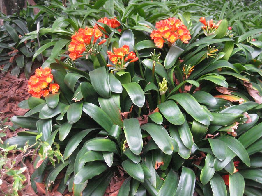 Puerto de la Cruz - Jardin Botanico - Clivia