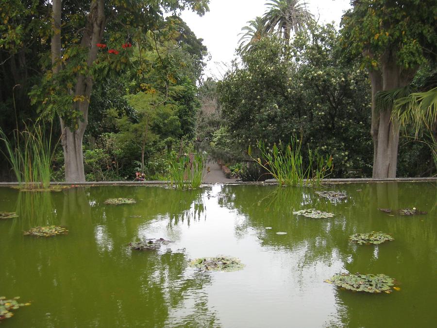 Puerto de la Cruz - Jardin Botanico - Oberer Teich