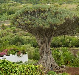 Tenerife