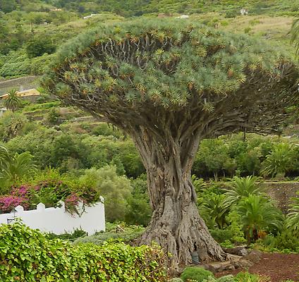 Dragon Tree