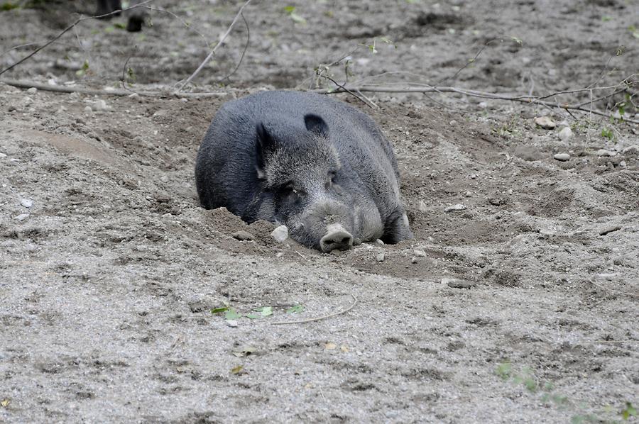 Skansen - Wild Boar