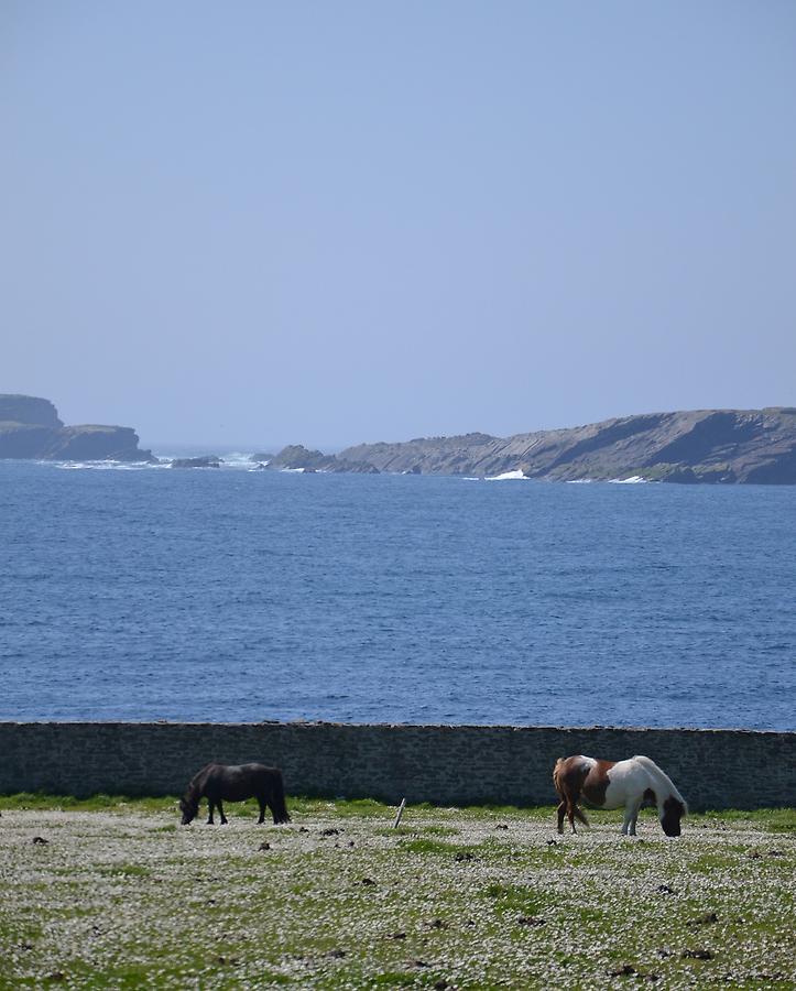 Shetland ponies