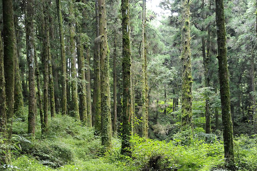 Alishan Forest