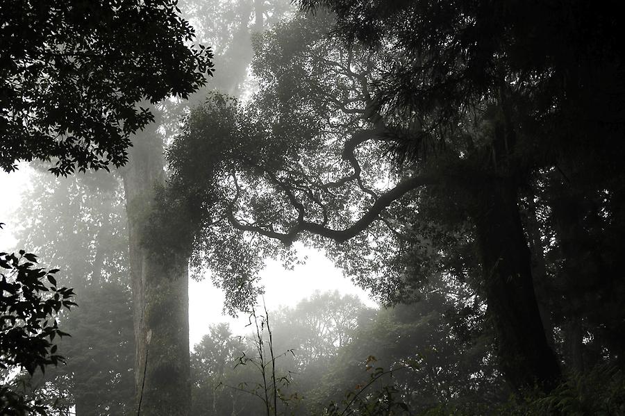 Alishan Forest