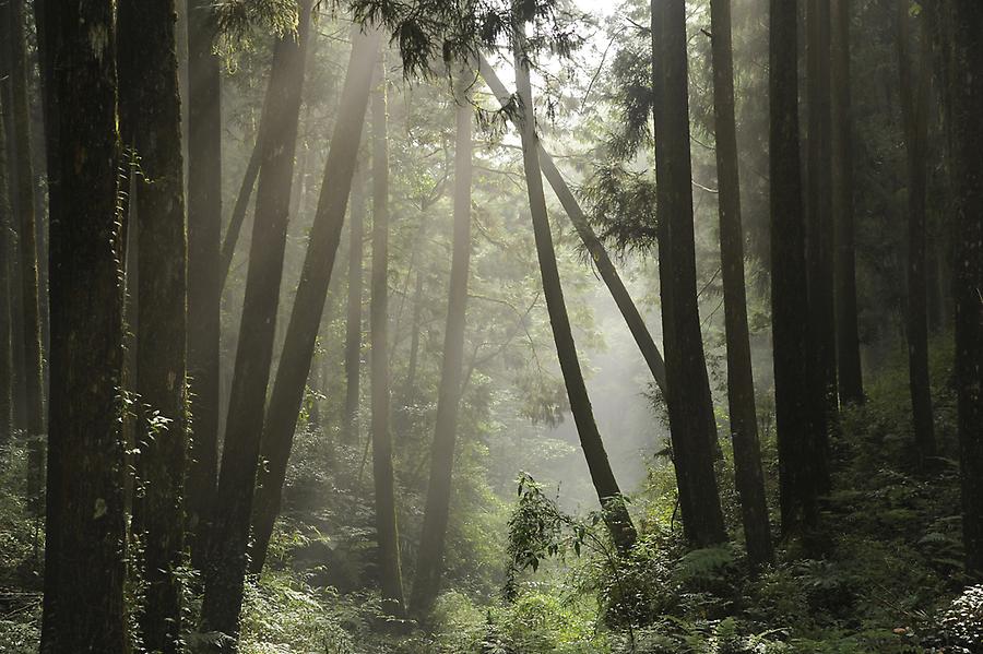 Alishan Forest