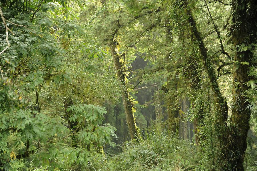 Alishan Forest