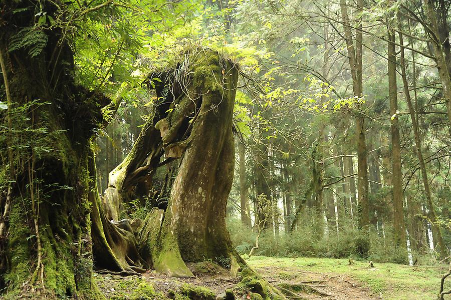 Alishan Forest