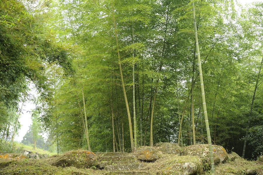 Bamboo Grove Hsitou