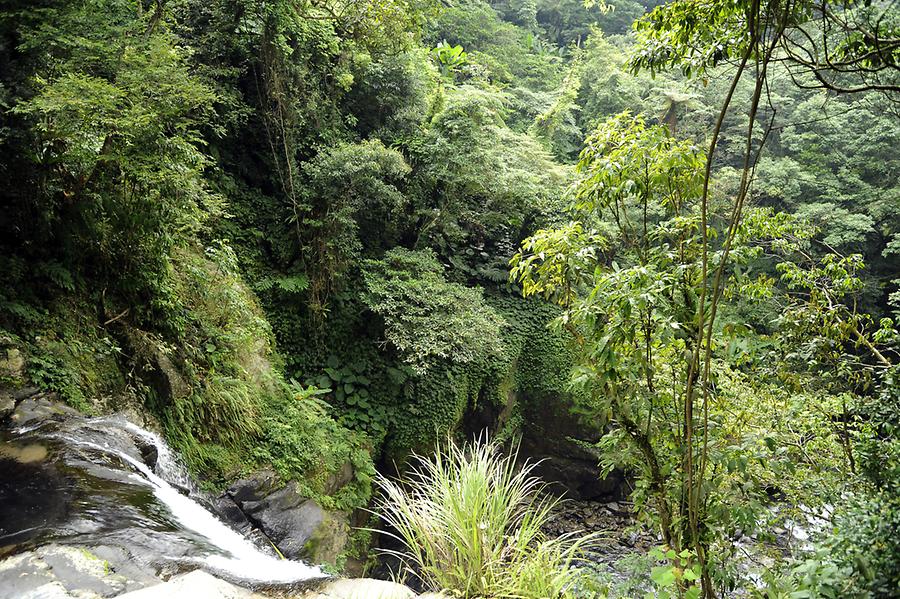 Wulai Forest