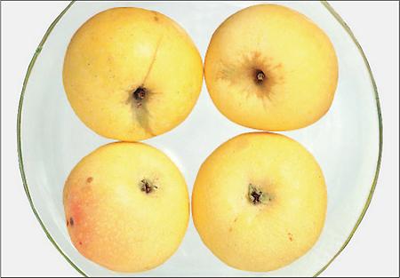 Apfel aus Croncels