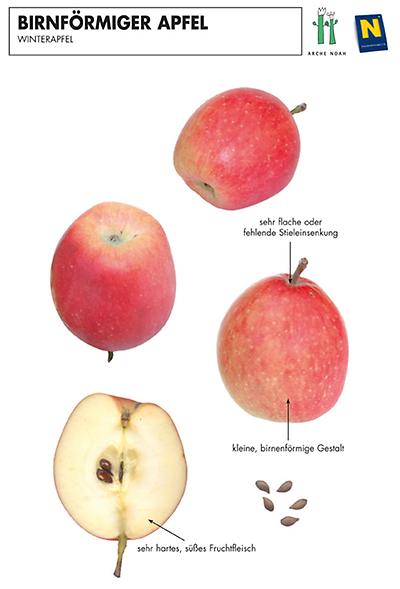 Birnförmiger Apfel
