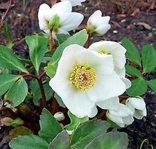 NP02_schneerose_wikimedia 3268zauber.jpg