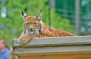 NP02_Wildpark Luchs_Foto VNÖ.jpg