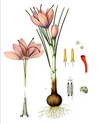 Crocus sativus