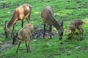 Zwei Hirschkühe mit Kälber., Foto: BS Thurner Hof. Aus: Wikicommons unter CC 