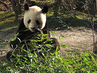 Schönbrunn - Panda