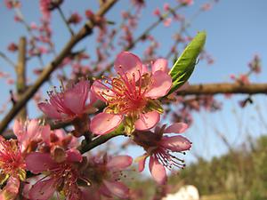 Weingartenpfirsich Blüte