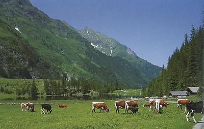 Auf der Hintersee-Alm unterm Felbertauern.