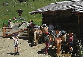 Stftrt-zum Pferdetrekking auf detüberen Katal-Alm