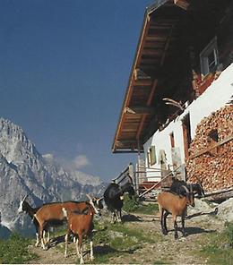 Ranggen-Alm gegen Kaisergebirge