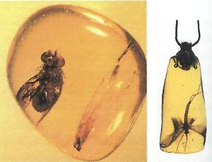 In Bernstein eingeschlossene Insekten: Stücke wie diese dürften auch schon die alten Bernsteinhändler im Angebot gehabt haben.