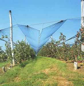 Die heir im Bild zu sehenden Netze schützen vor Hagelstürmen, der 'Geißel des Apfellandes'.
