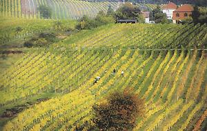 Die Thermenregion gilt als ausgesprochenes Weißweingebiet.