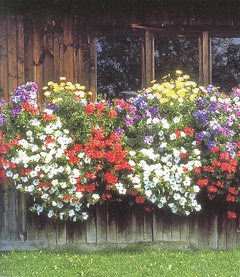 Jede, auch so einfache Hauswand wird mit Blumen geschmückt und auf diese Weise regelrecht 'verzaubert'.
