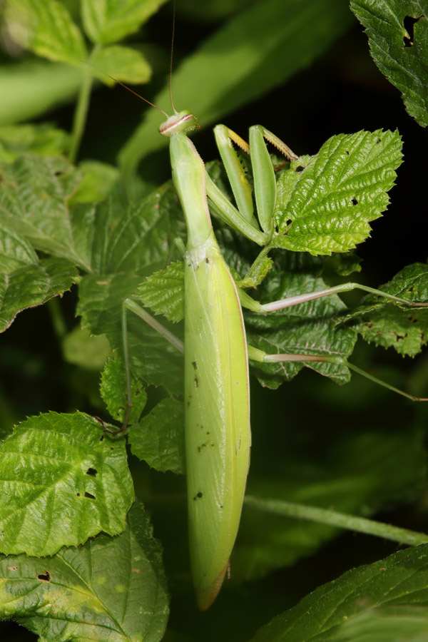 Mantis religiosa - Europäische Gottesanbeterin, Männchen