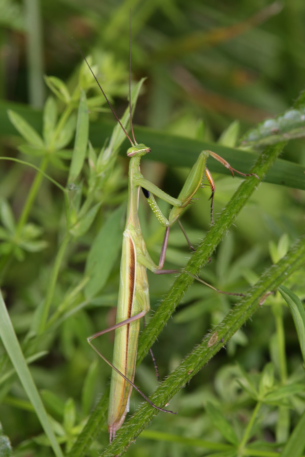 Mantis religiosa - Europäische Gottesanbeterin, Männchen