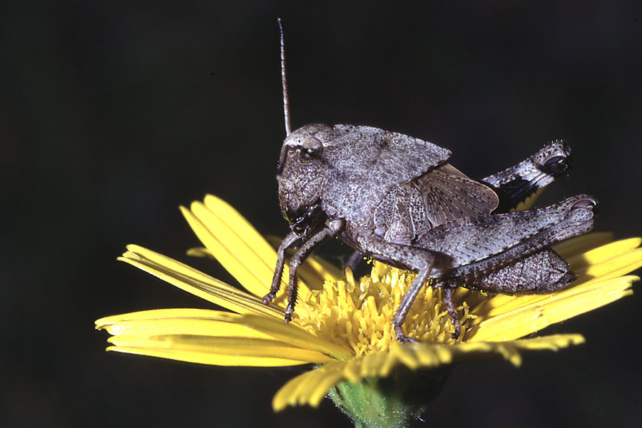 Psophus stridulus - Rotflügelige Schnarrschrecke, letztes Larvenstadium