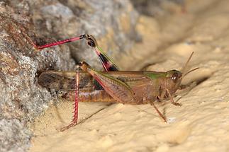 Aiolopus thalassinus - Grüne Strandschrecke