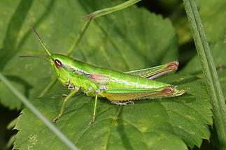 Euthystira brachyptera - Kleine Goldschrecke, Weibchen