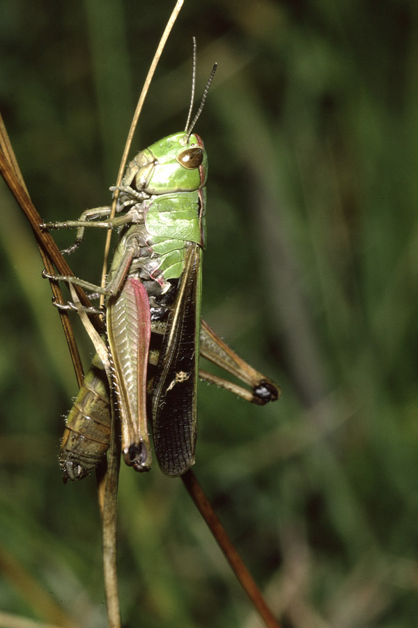 Stenobothrus lineatus - Heidegrashüpfer