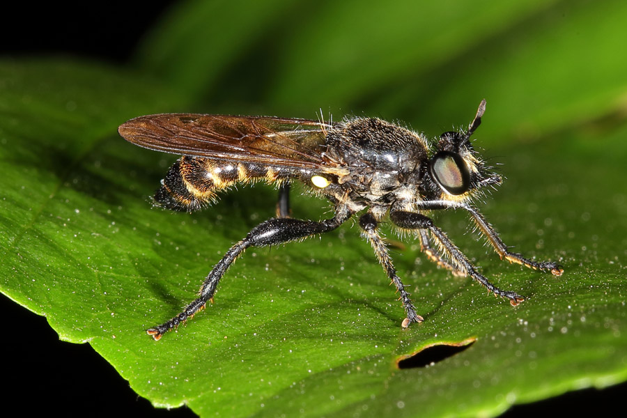 Choerades marginata - Gemeine Mordfliege