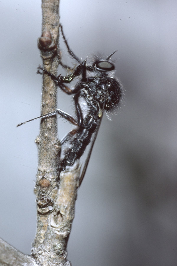 Leptarthrus brevirostris - Echte Schneidenfliege, Männchen