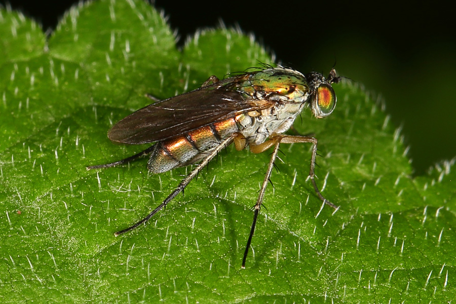 Dolichopus ungulatus - kein dt. Name bekannt