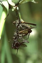 Empis cf. tesselata - Gefleckte Tanzfliege, Paar mit Brautgeschenk