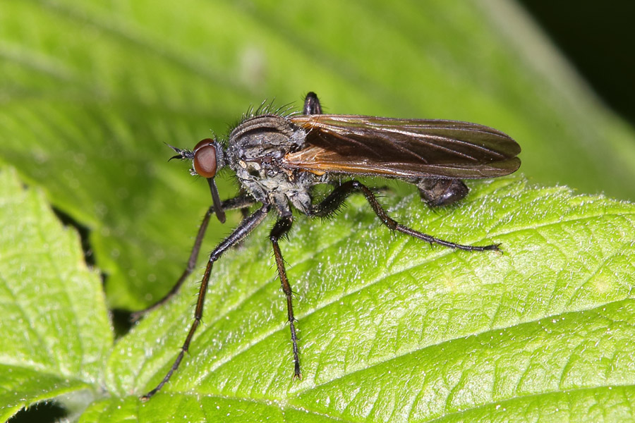 Empis tesselata - Gewürfelte Tanzfliege