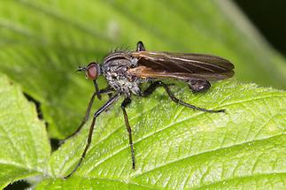 Empis tesselata - Gewürfelte Tanzfliege (3)