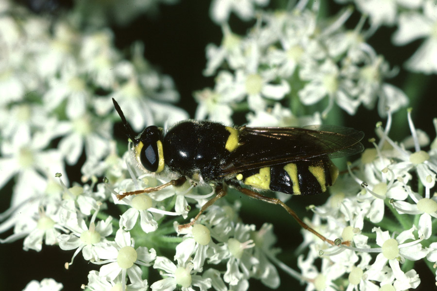 Stratiomys chamaeleon - Chamaelionsfliege