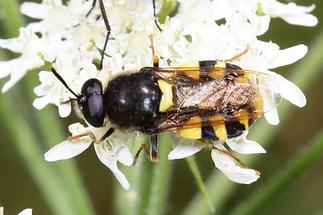 Stratiomys chamaeleon - Gemeine Waffenfliege (2)