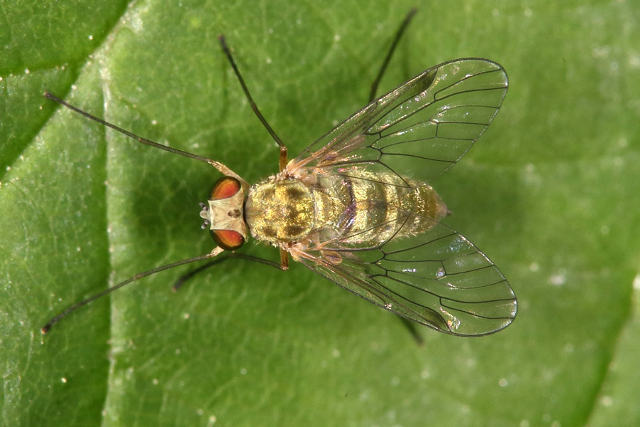 Chrysopilus aureatus - Goldfarbene Fliege, Weibchen
