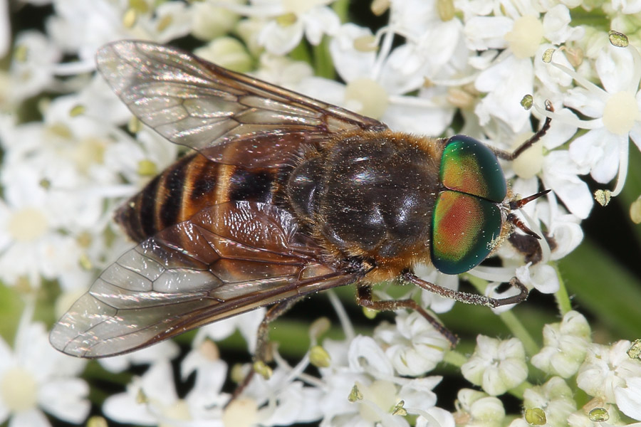 Hybomitra montana - kein dt. Name bekannt, Männchen