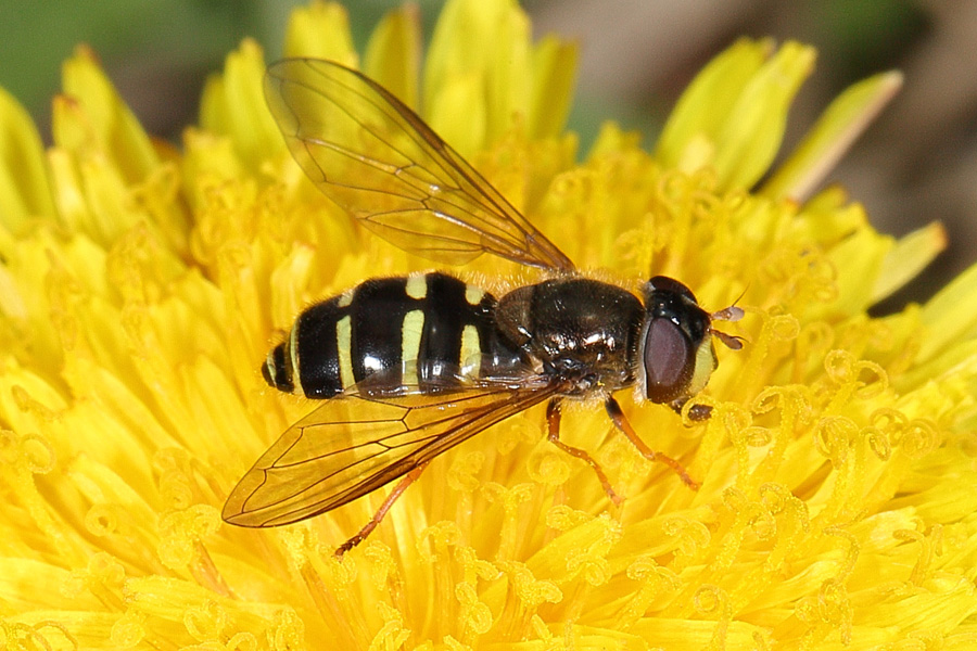 Dasyrphus venustus - Gemeine Waldschwebfliege, Weibchen