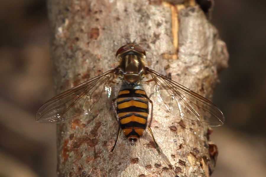 Episyrphus balteatus - Winterschwebfliege