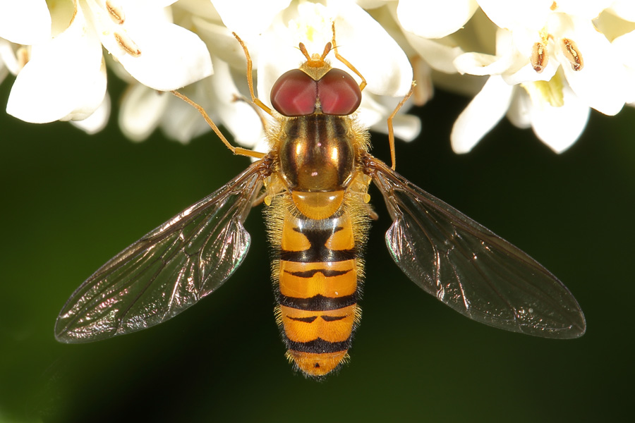 Episyrphus balteatus - Winterschwebfliege, Männchen