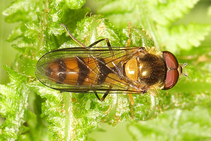 Meliscaeva cinctella - Späte Frühlingsschwebfliege