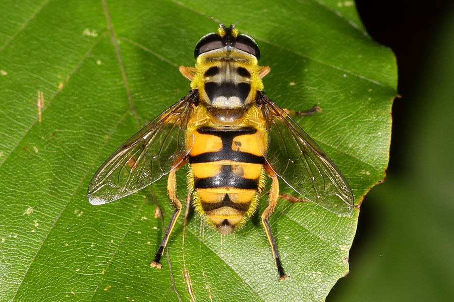 Myathropa florea - Totenkopfschwebfliege, Weibchen